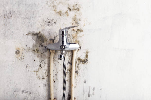 Best Black Mold Remediation in Harbour Heights, FL