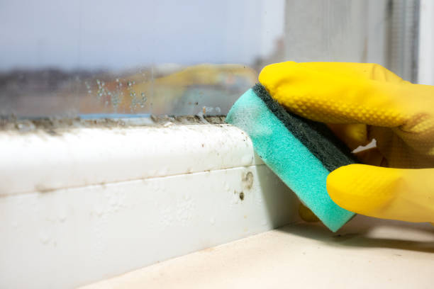 Best Post-Flood Mold Remediation in Harbour Heights, FL