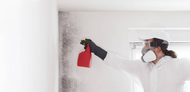 Best Crawl Space Mold Remediation in Harbour Heights, FL