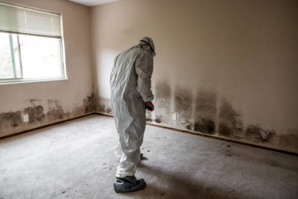 Professional Mold Remediation in Harbour Heights, FL